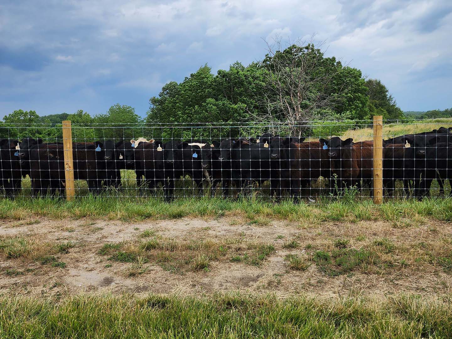 Photo of cattle fencing in Indiana